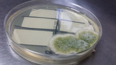 green mould on petri