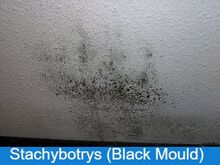 what is black mould
