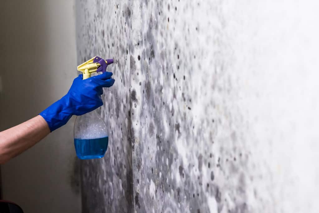 home mould removers